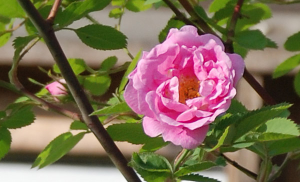 Foto av Hurdals-rosen.