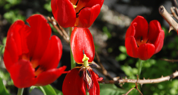 Foto av blomster.